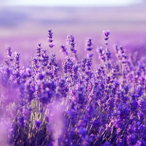 Lavender Picture 2 1 1024x1024 1