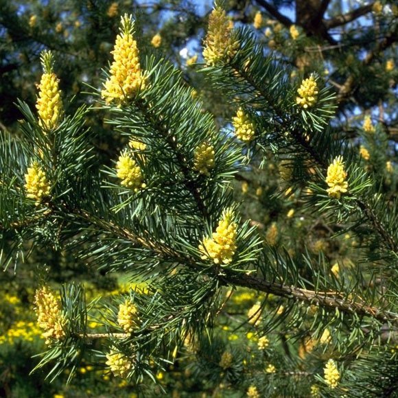 Pinus sylvestris flowers 1