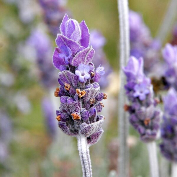 Single lavendar flower02 1 1024x1024 1